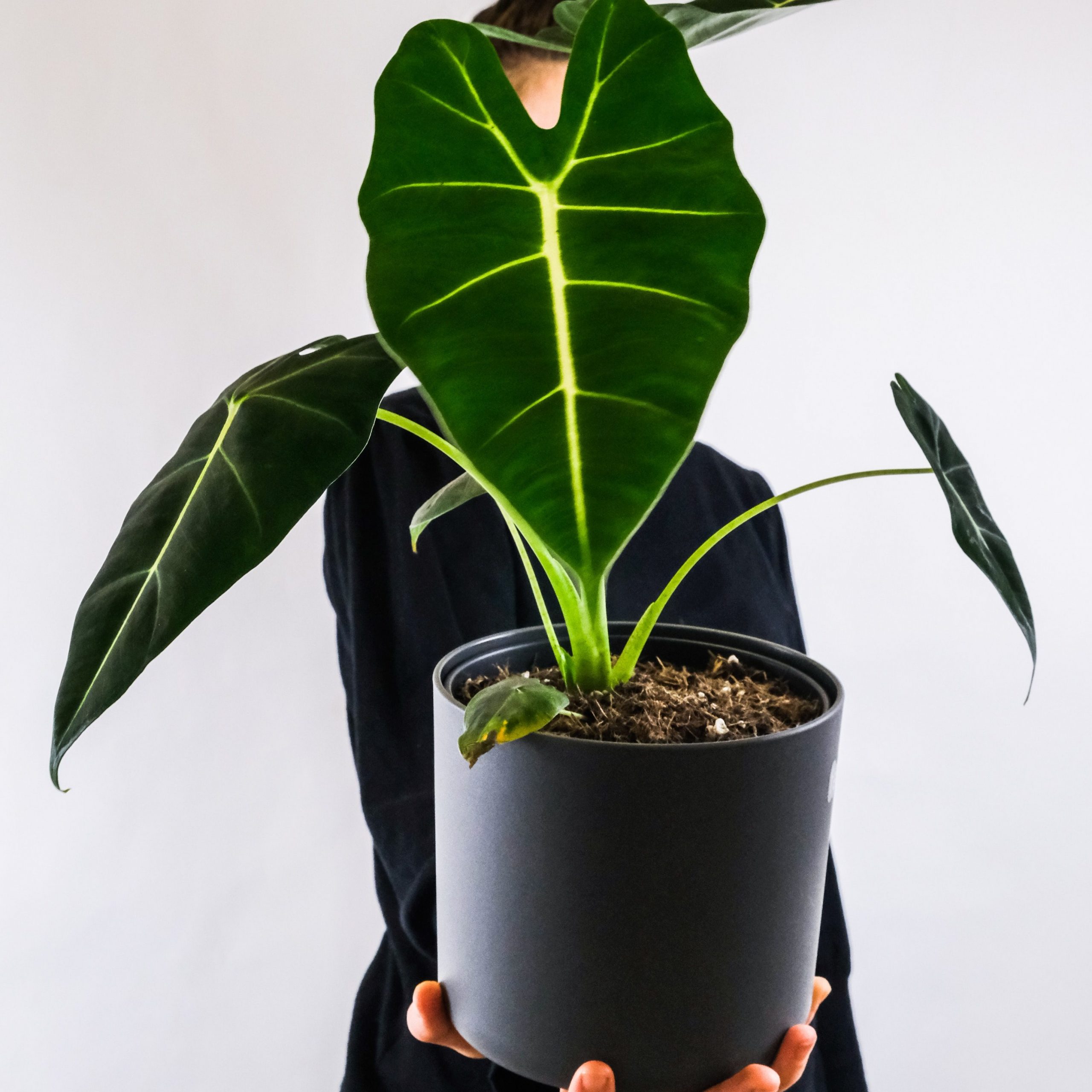 Green Velvet Alocasia Care Guide | Fiddle & Thorn