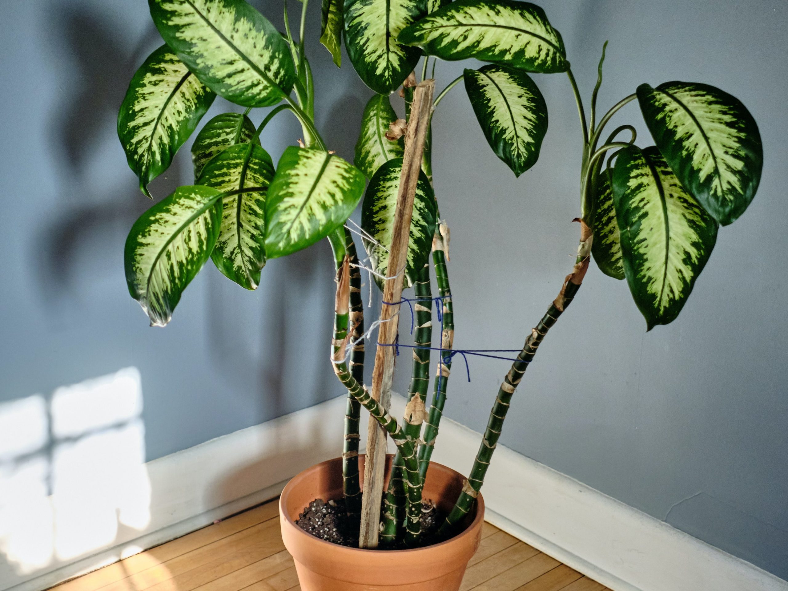 why is my dumb cane / dieffenbachia losing leaves? | fiddle & thorn