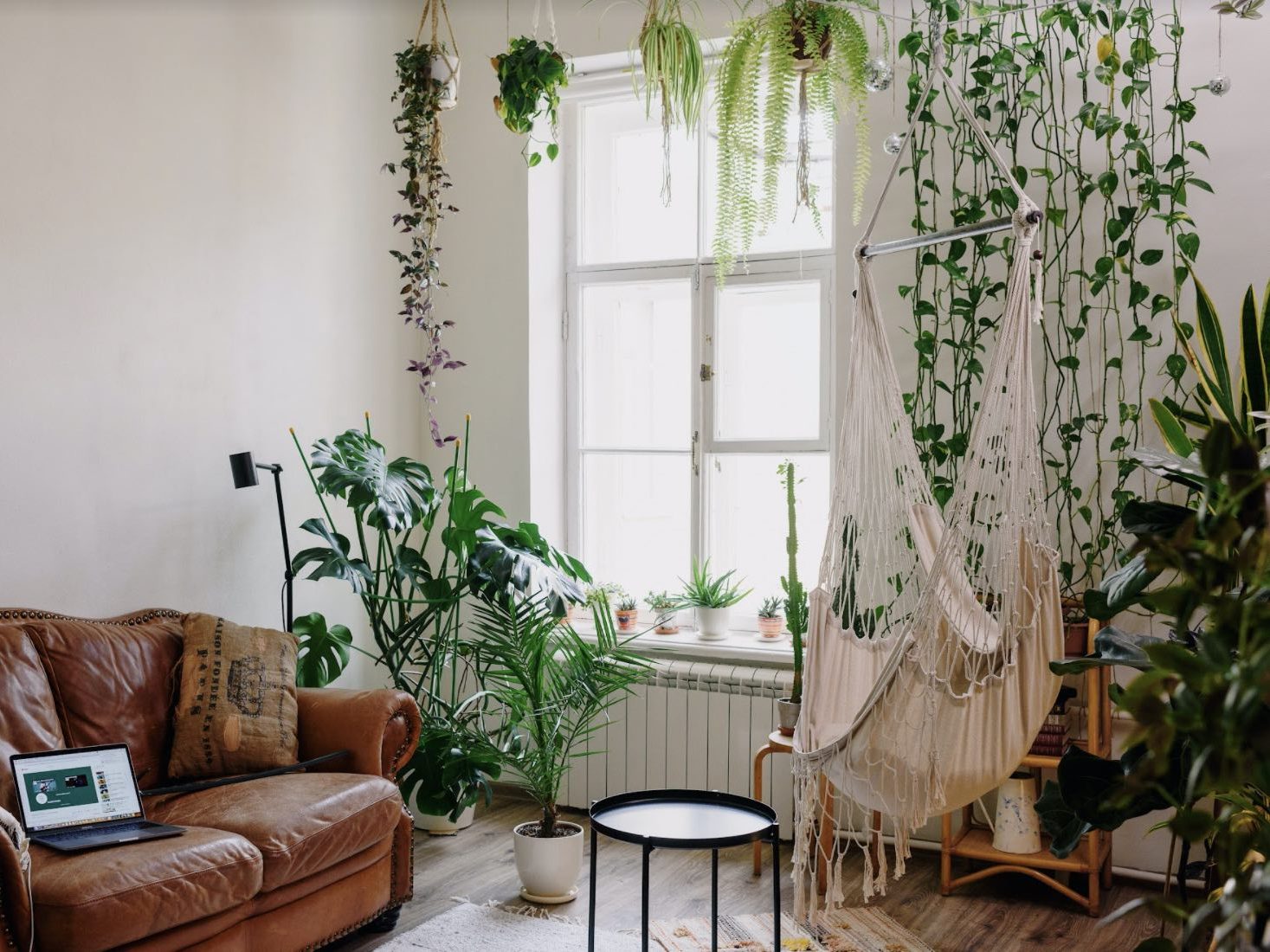 The Best Houseplants for South Facing Windows Fiddle & Thorn