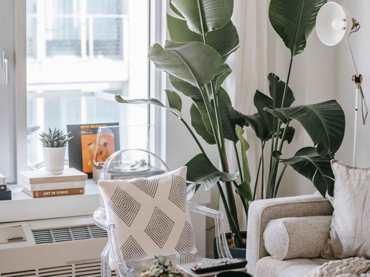 The Best Houseplants for West Facing Windows | Fiddle & Thorn