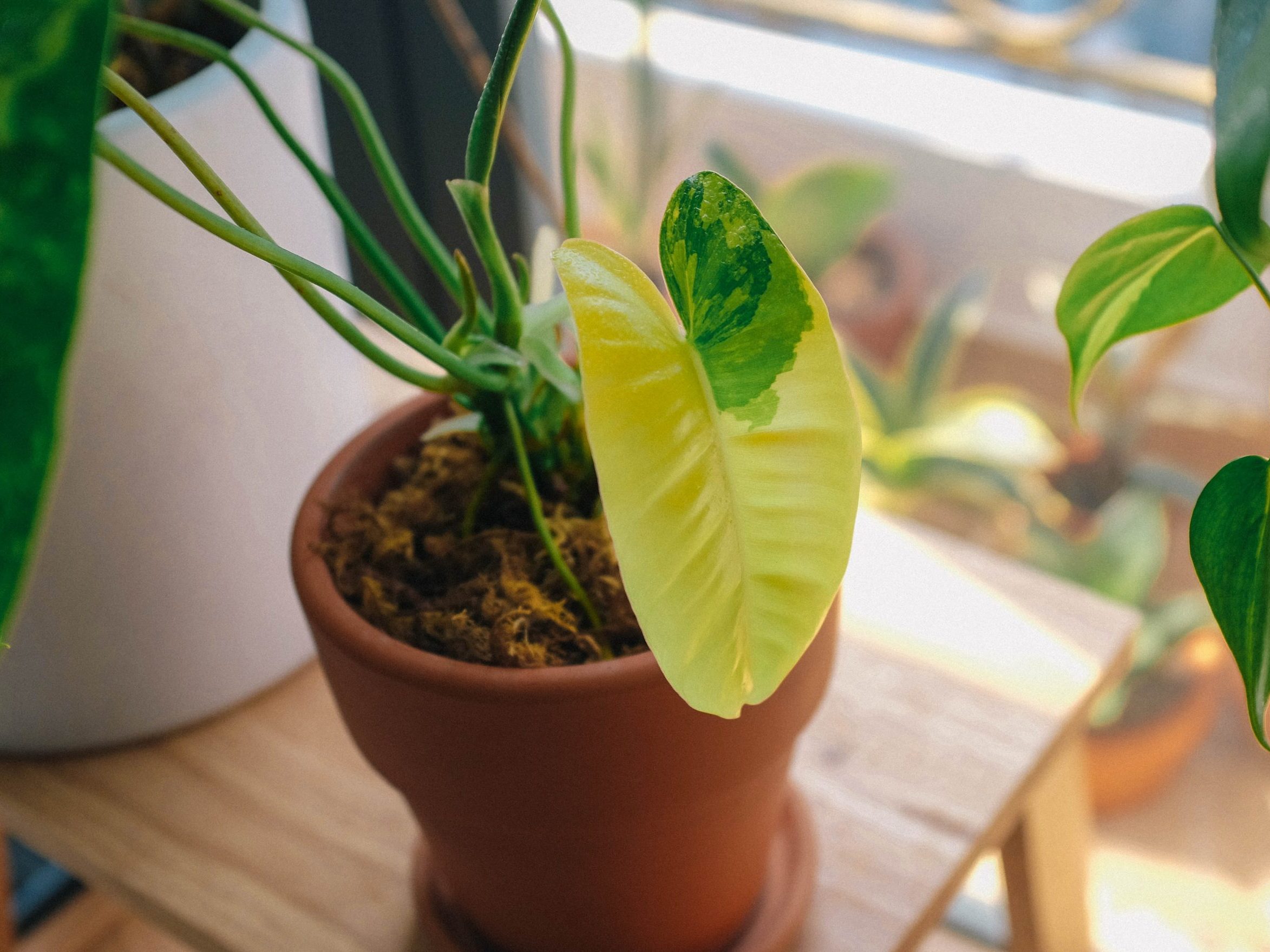 Why is My Arrowhead Plant Turning Yellow? 