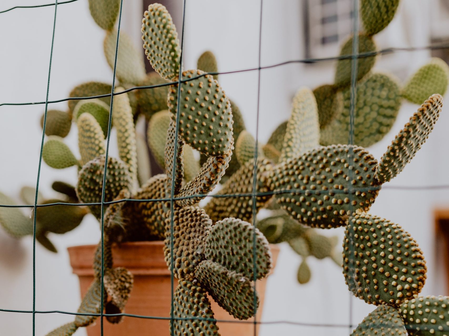 Why is my Prickly Pear Cactus turning brown? | Fiddle & Thorn