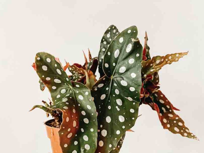 Why does my Begonia Maculata (Polka Dot Begonia) have brown leaves? |  Fiddle & Thorn