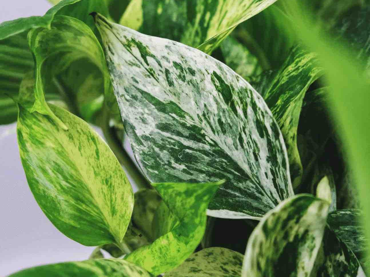 How To Propagate A Snow Queen Pothos Plant Fiddle And Thorn