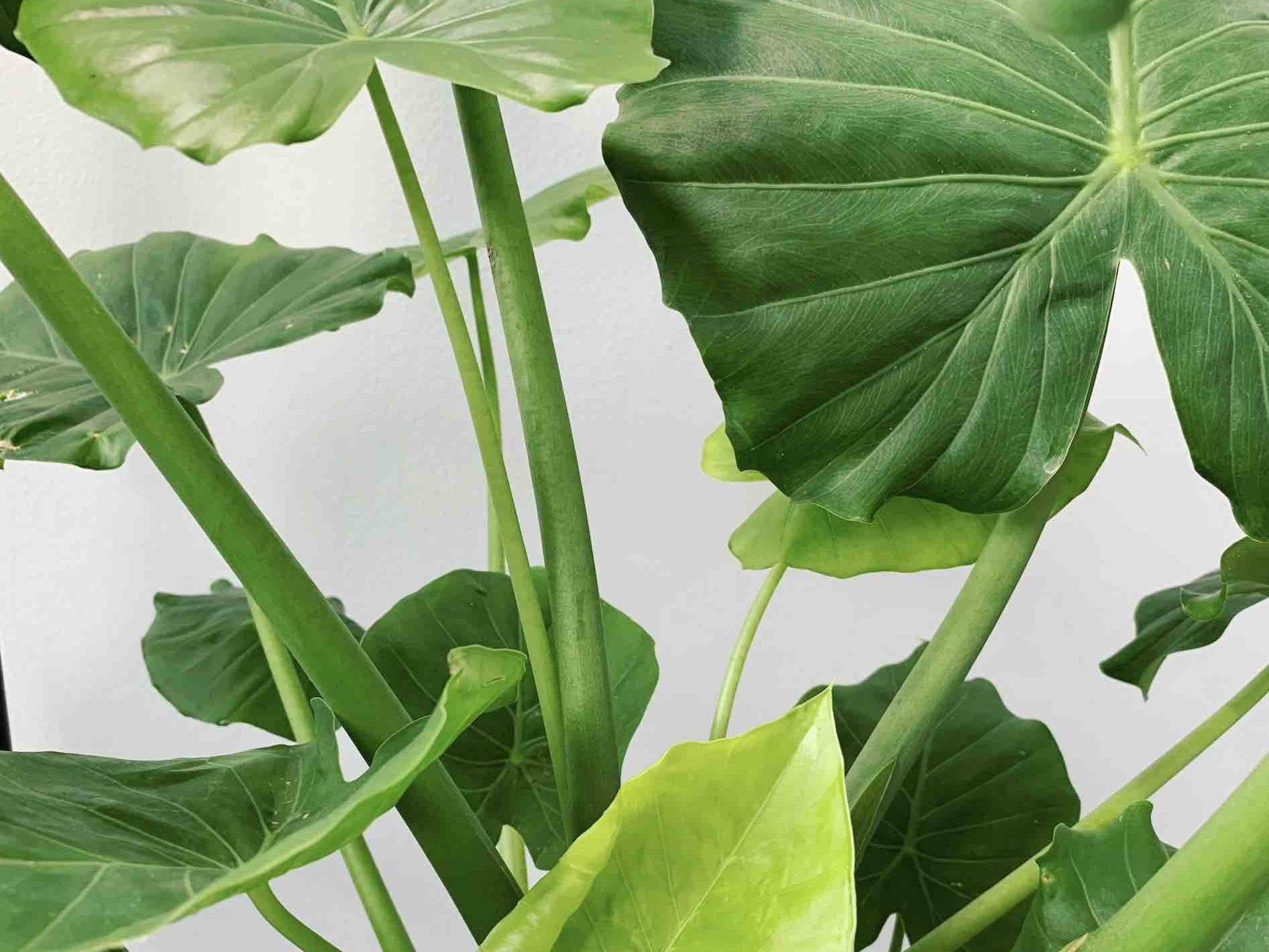 Why does my Elephant Ear Plant have curling leaves? | Fiddle & Thorn